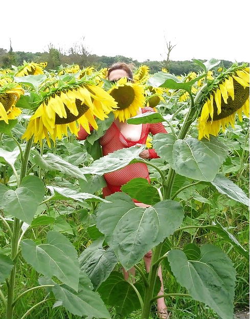 Les tournesols
 #16391343