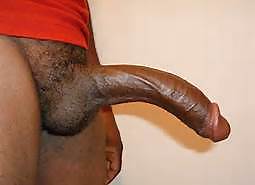 BIG COCKS #21632988