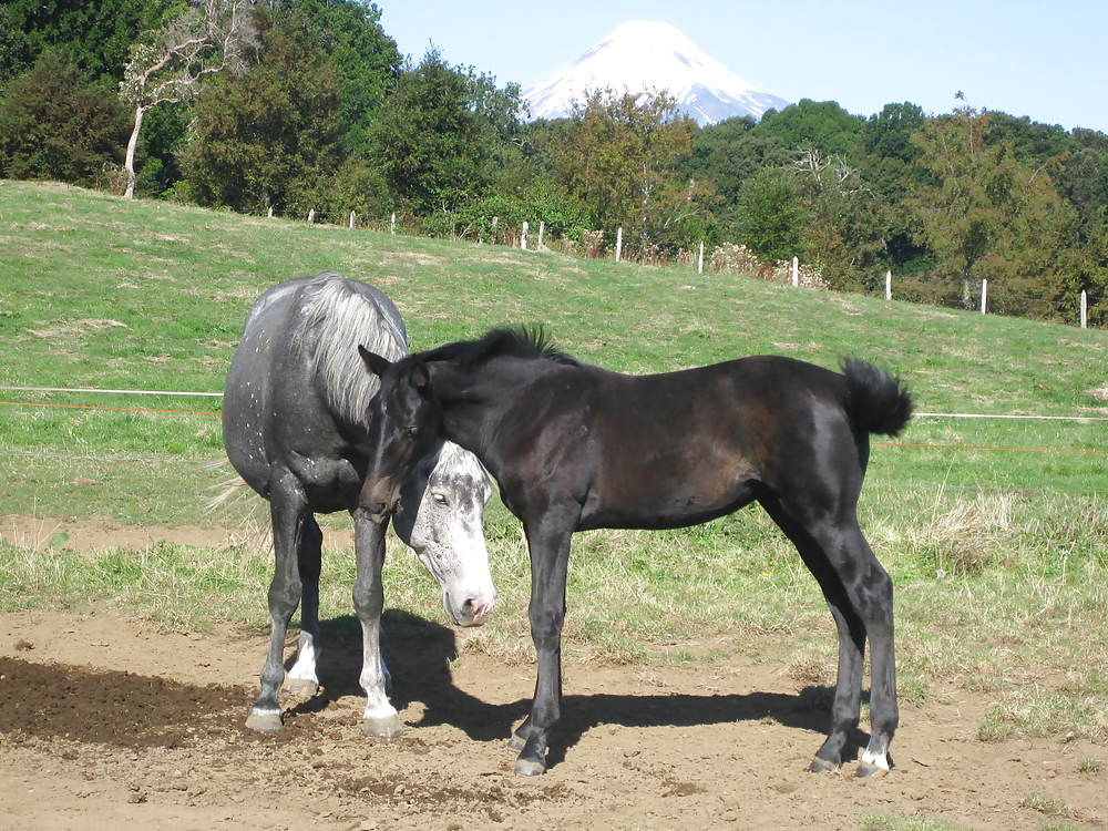 Caballos #9926406