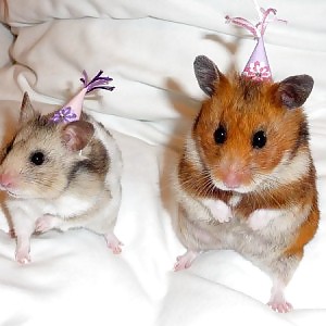 More Hamster Pics #4412310