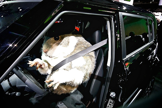 More Hamster Pics #4412316
