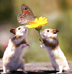 More Hamster Pics #4412319