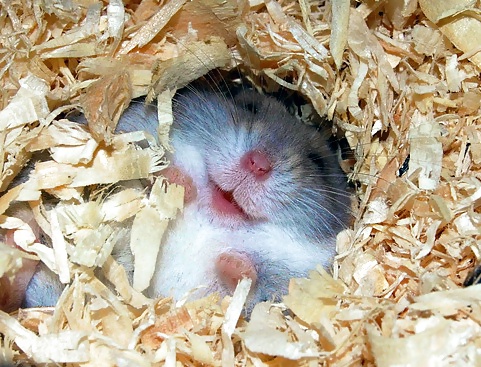 More Hamster Pics #4412331