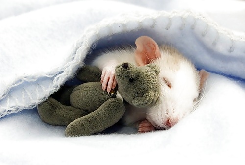 More Hamster Pics #4412335