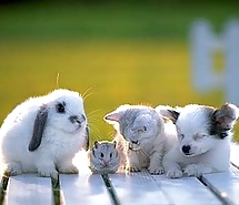 More Hamster Pics #4412343