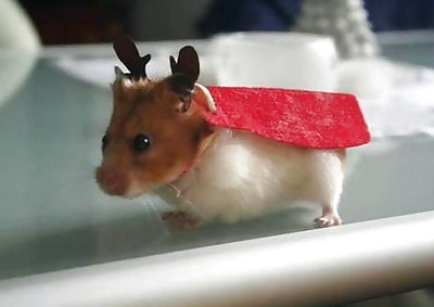 More Hamster Pics #4412346