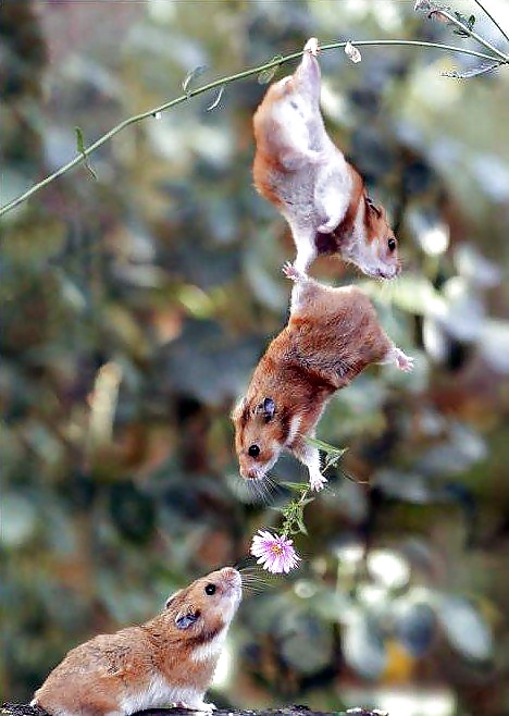 More Hamster Pics #4412365