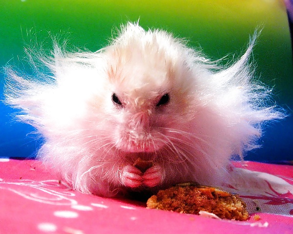 More Hamster Pics #4412371