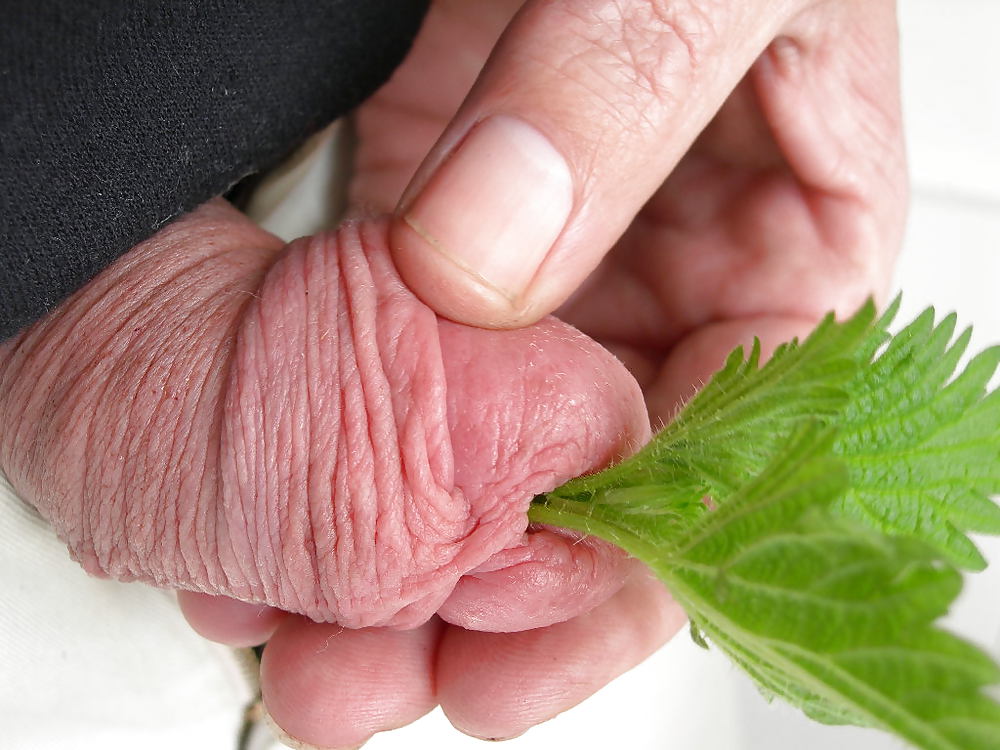 Cbt nettles #8135810