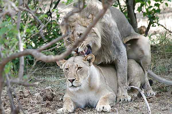 Lions mating #5404860
