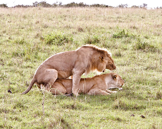 Lions mating #5404888