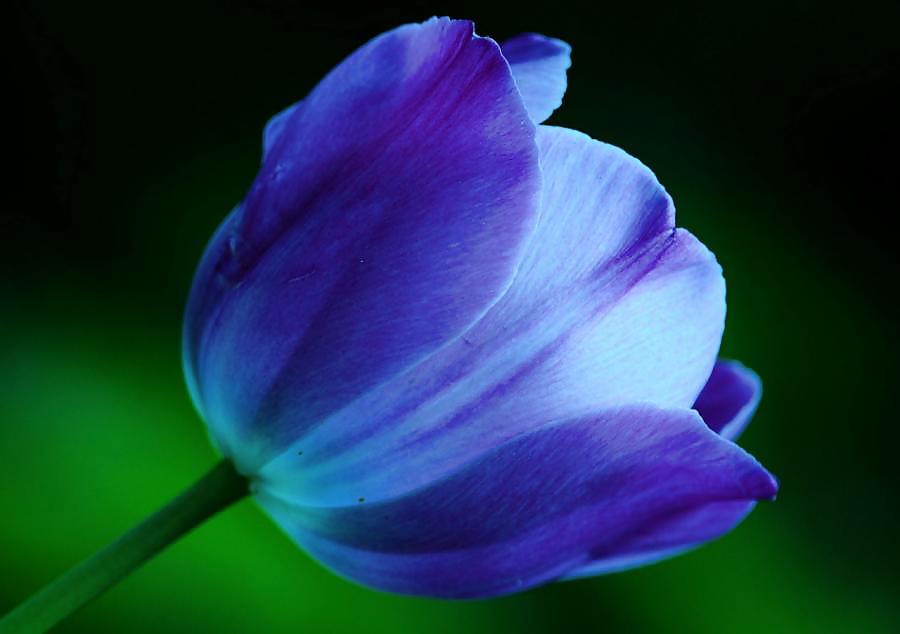 Tulips #17232225