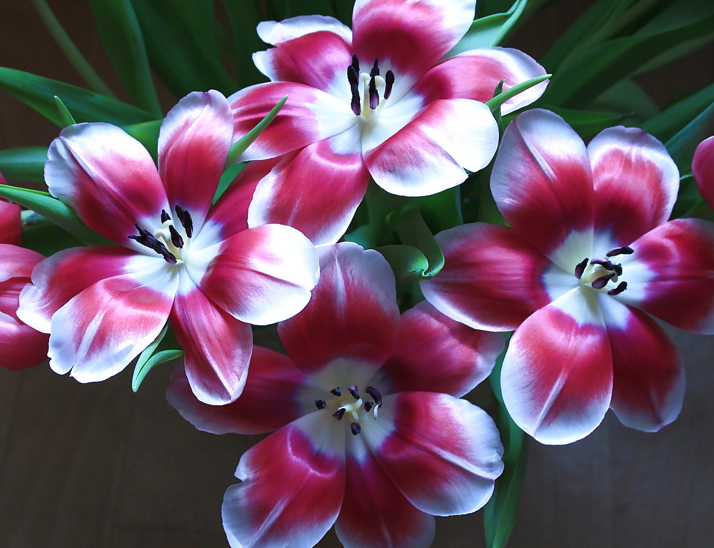 Tulips #17232245