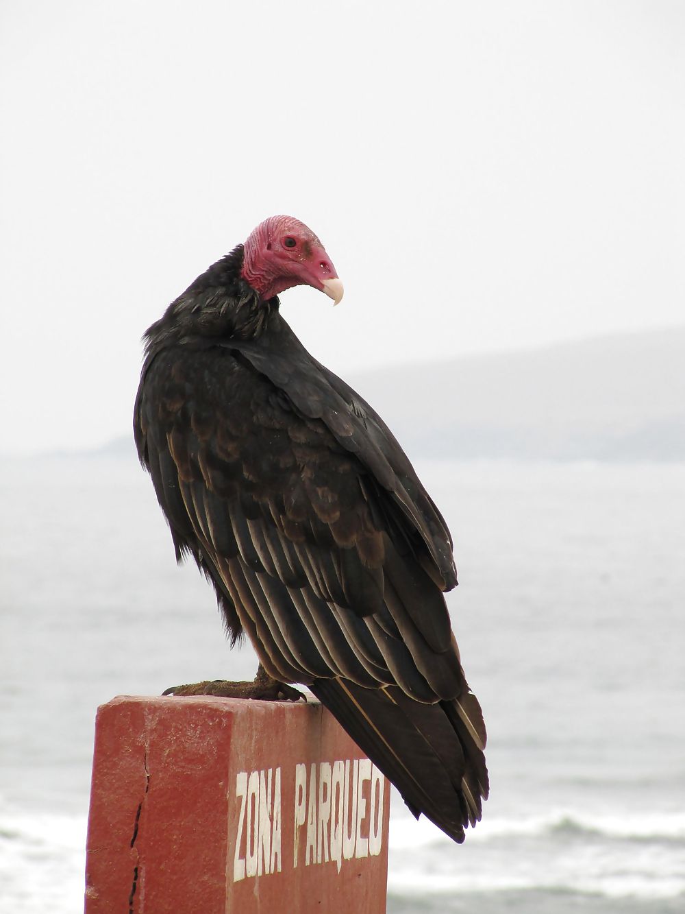 Mi favorita
 #22056242