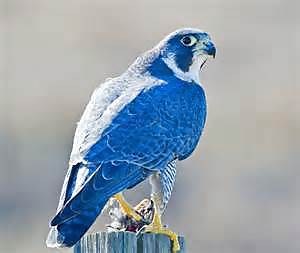 Mi favorita
 #22056388