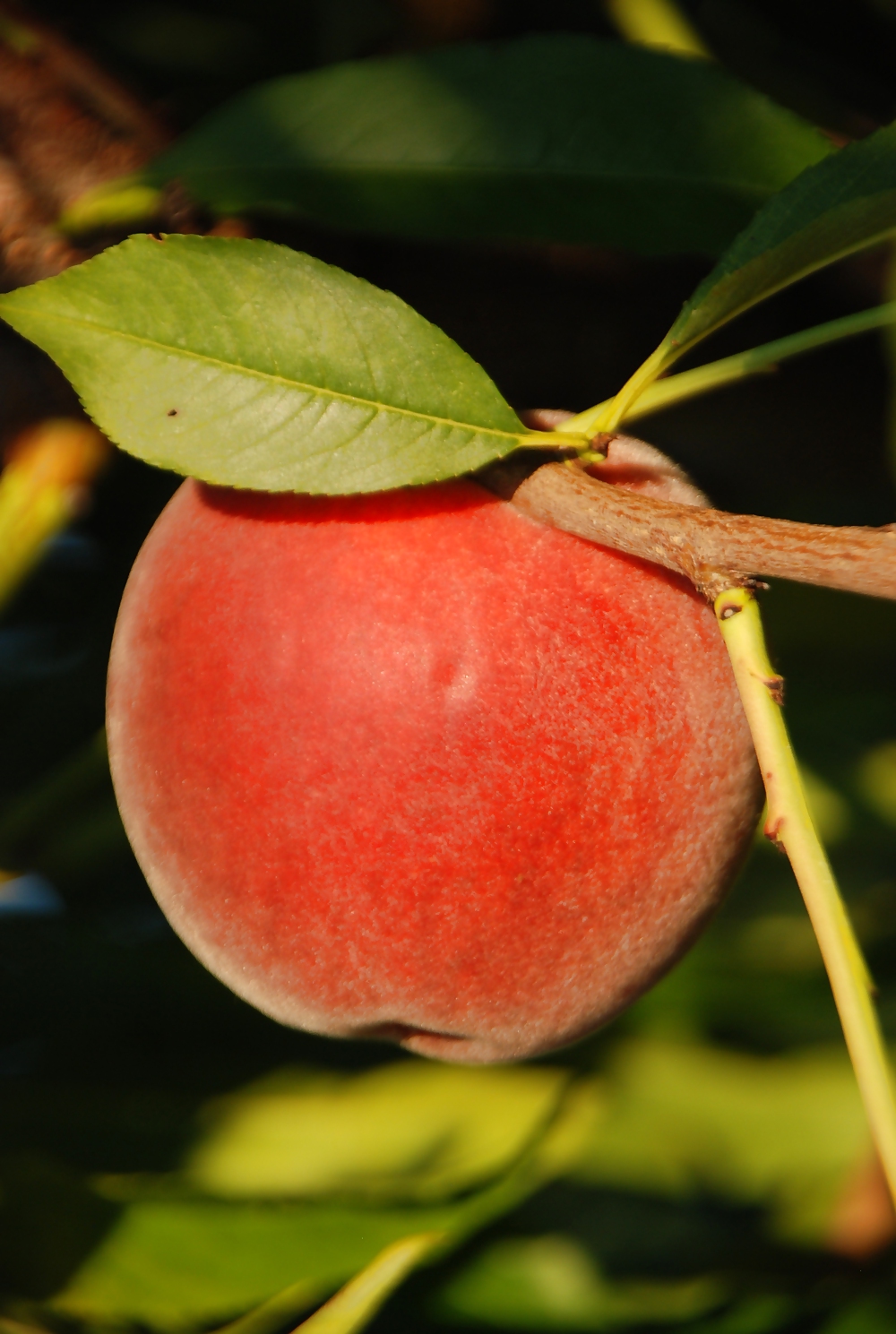 Fruits  #3922143