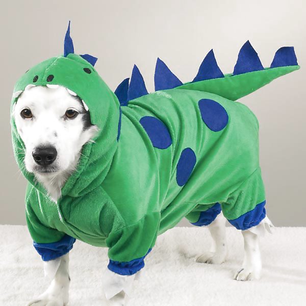Poor Dogs #8464936