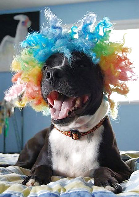 Poor Dogs #8464979
