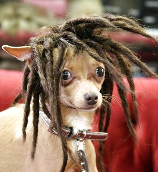 Poor Dogs #8464985