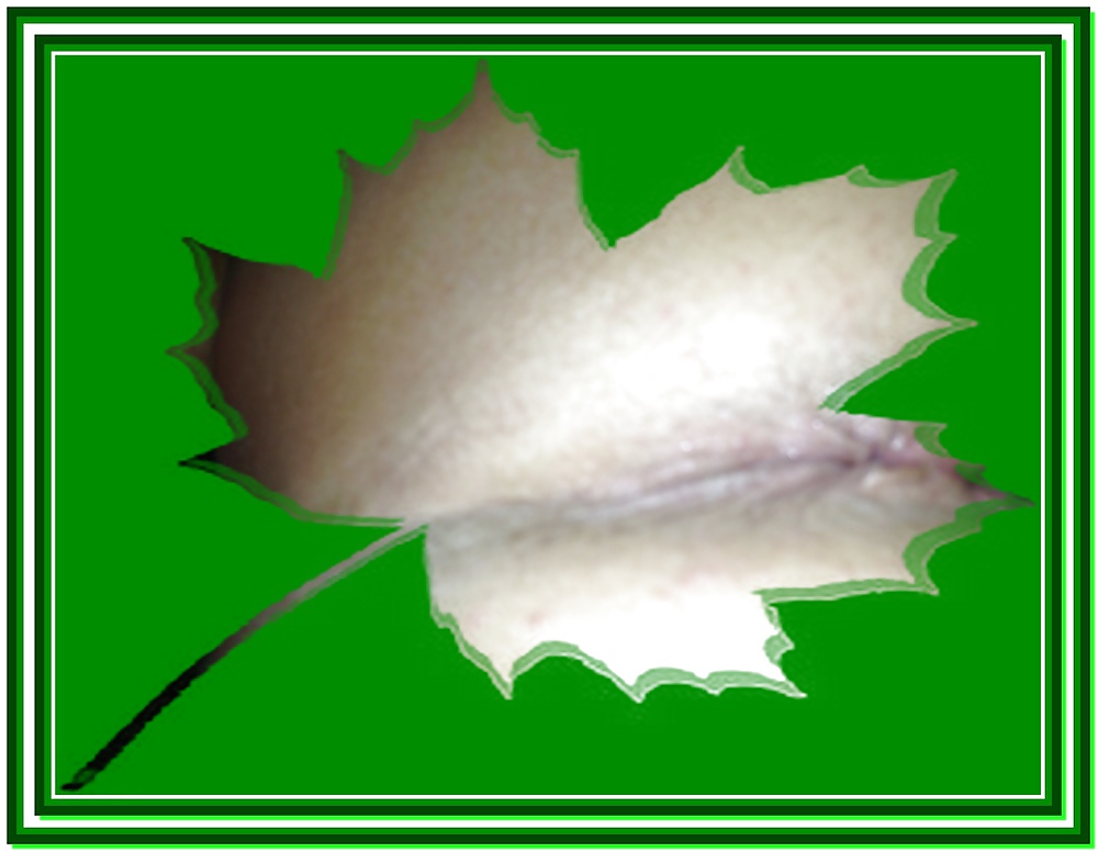 プッシー
 #13184012