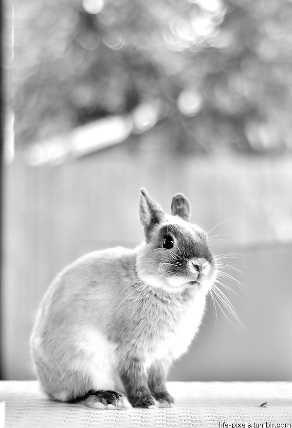 バニー
 #17241927