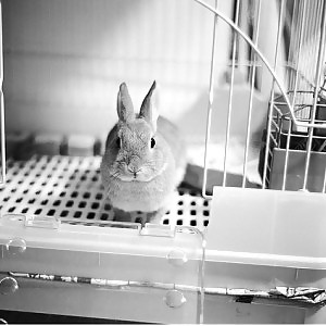 バニー
 #17241929