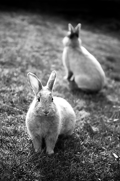 バニー
 #17241940