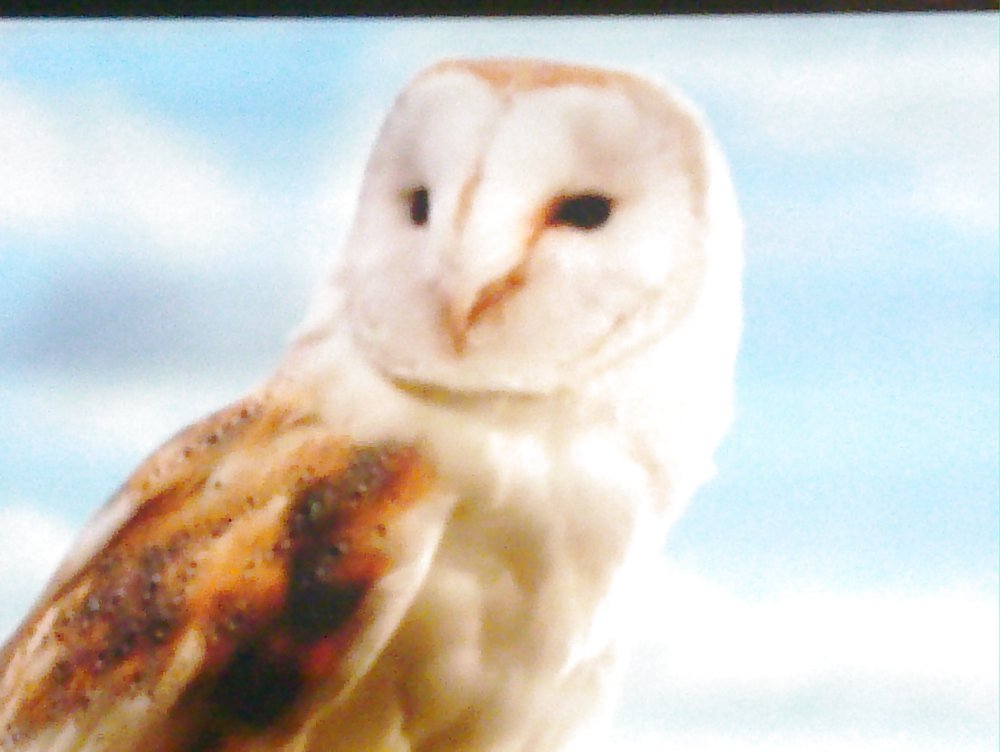 野生動物
 #6625648