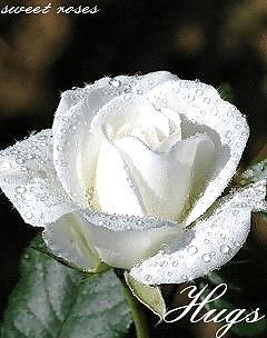 Roses Romantiques Pour Vos Amants Et Amis. #5652008