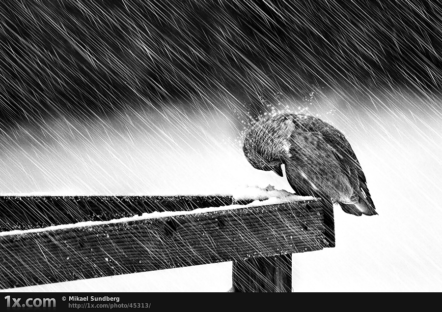 Back to front ... #15360544