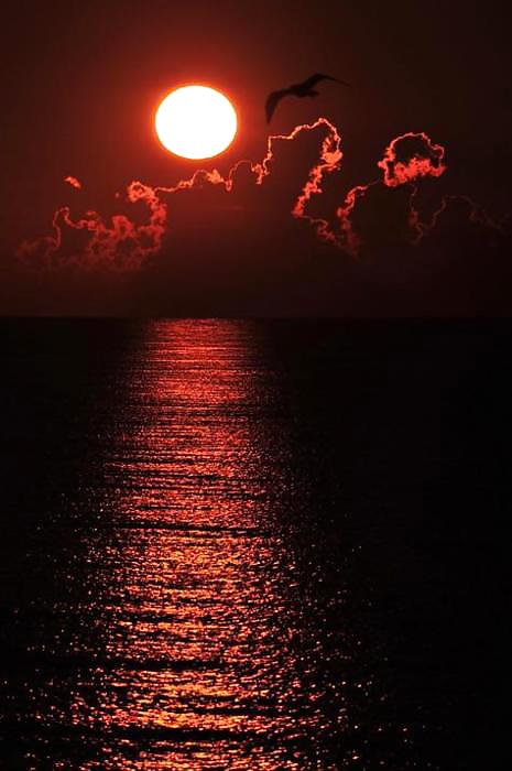 Gatos del cielo....
 #15052299