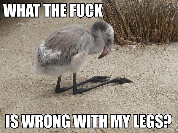 More random funnies and other stuff  #18404232