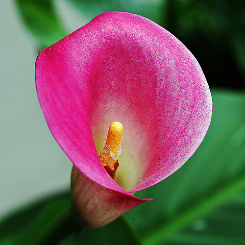 Flowers II callas #17461179