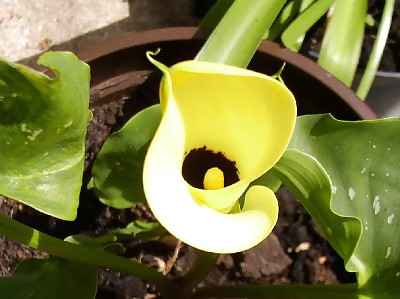 Flowers II callas #17461196