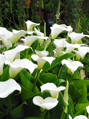 Flowers II callas #17461242