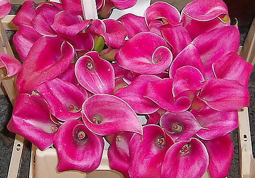 Flowers II callas #17461251