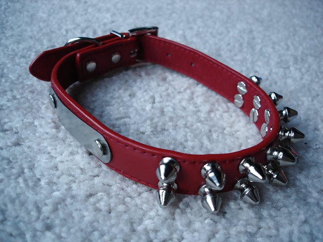 Collars and leashes and chains, Oh My! #20646225