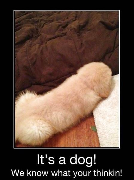 Diversión 2
 #13562572