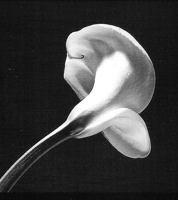 Ilustración ii
 #6354056