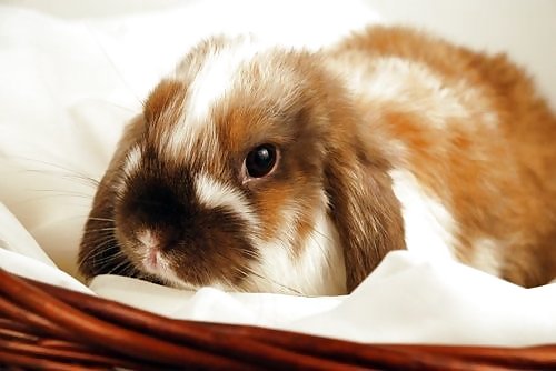 Cute little bunnies!! #2234554
