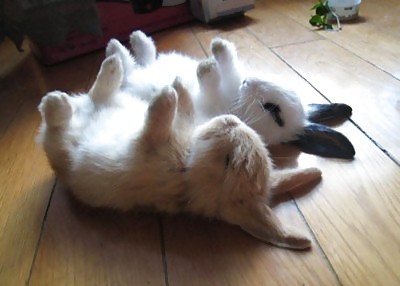 Cute little bunnies!! #2234558