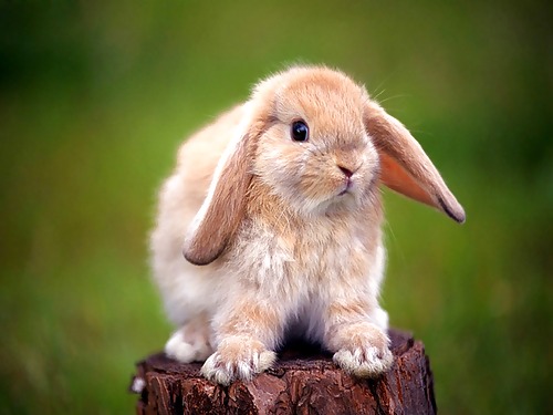 Cute little bunnies!! #2234562