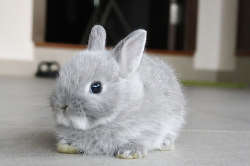 Cute little bunnies!! #2234612