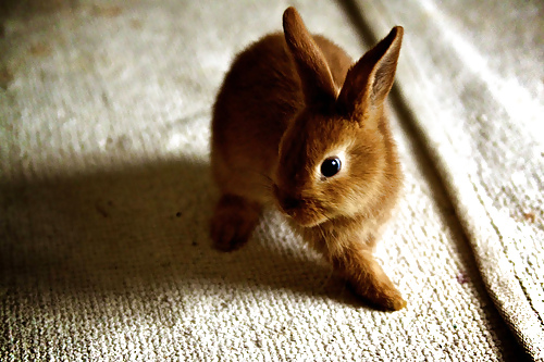 Cute little bunnies!! #2234640