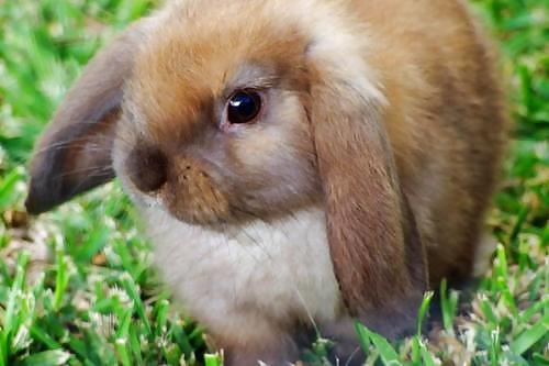 Cute little bunnies!! #2234649