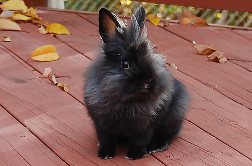 Cute little bunnies!! #2234665
