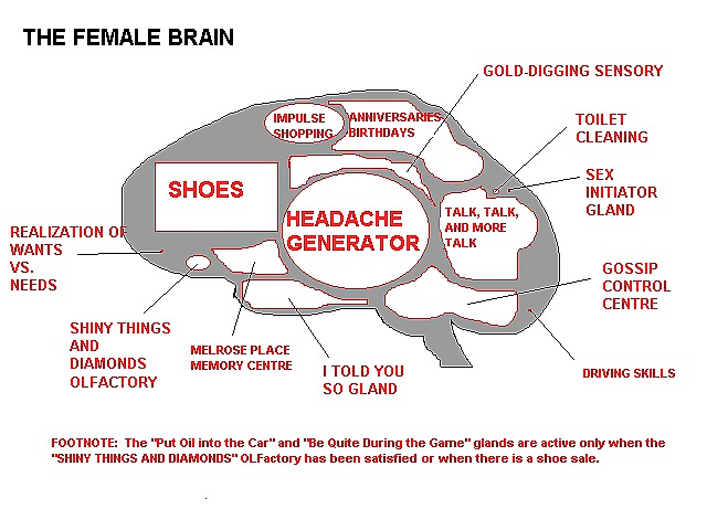 男性と女性の脳
 #4133094