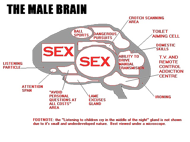 El cerebro masculino y femenino
 #4133102