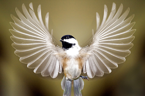 Courtship display #12546927