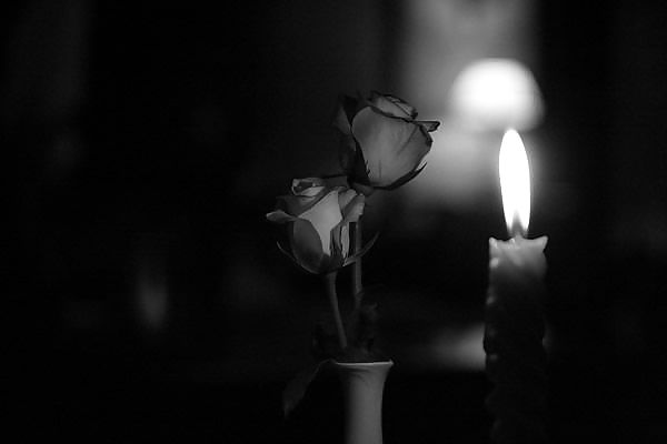 Rosa hermosa
 #2047054